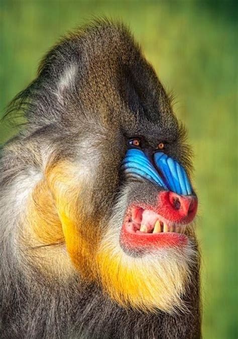 Wild baboon with rainbow of colors on his face. | Nature animals ...