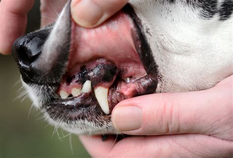 Assessing Dog's Gums - Dog Gum Color is Important