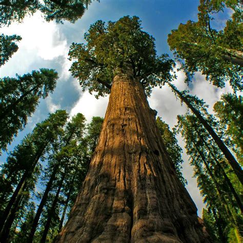 World's Tallest Tree is the Hyperion... - Voice For The Trees