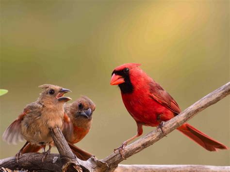 Baby Cardinals Feeding - FeederWatch