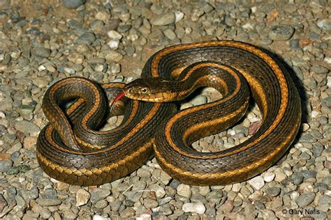 Giant Gartersnake - Thamnophis gigas