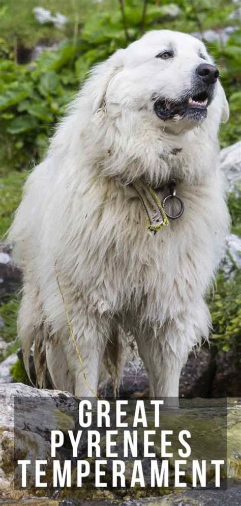 Great Pyrenees Temperament Traits and Personality