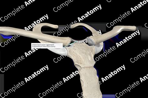 Interclavicular Ligament | Complete Anatomy