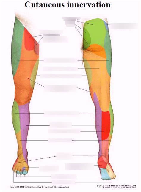 Lateral Femoral Cutaneous Nerve Dermatome