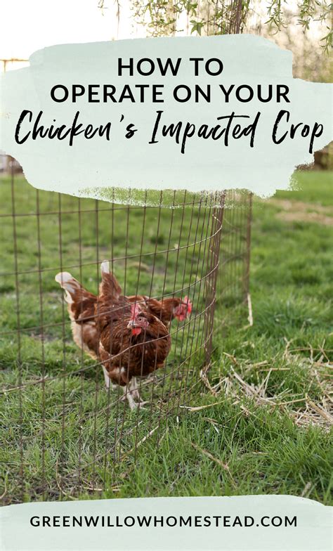 How To Operate On Your Chicken’s Impacted Crop - Green Willow Homestead