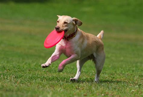 Top 5 Dog Breeds That Play Frisbee - PatchPuppy.com