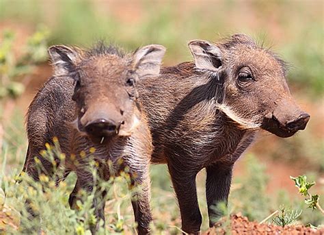 Hakunah Matata: A Cute Baby Warthog Means No Worries - Baby Animal Zoo