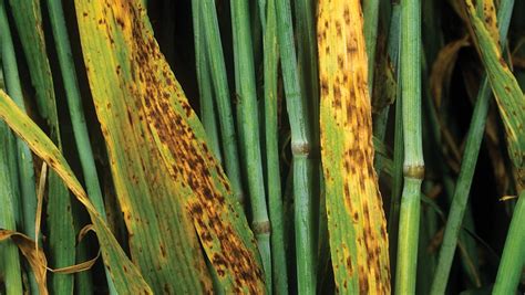 Chlorothalonil alternatives to fight ramularia in spring barley - Farmers Weekly