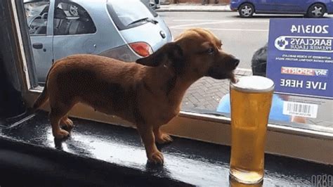 Dog Beer GIF - Dog Beer Dog Drinking Beer - Discover & Share GIFs