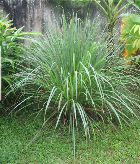 Jamaican Fever Grass/ Jamaican Lemongrass cymbopogon 100% - Etsy UK