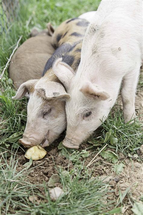 What Do Pigs Eat ~ Here's What to Know - Rural Living Today