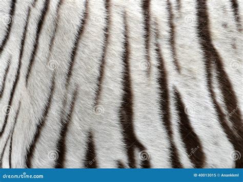 White Bengal Tiger Fur Stock Photo - Image: 40013015