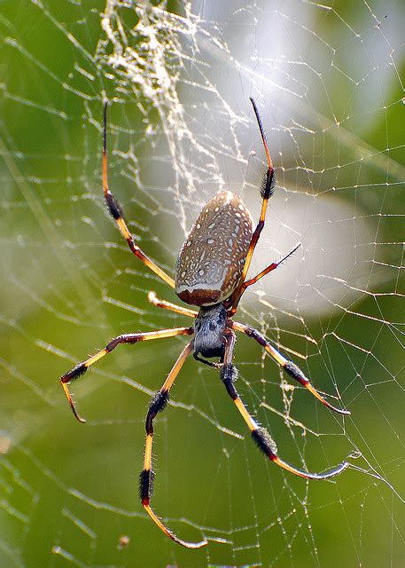 5 pictures of brown widow spider florida : Biological Science Picture Directory – Pulpbits.net