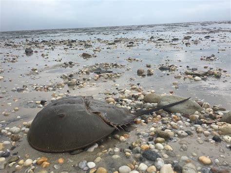 DNREC Report: Growing Horseshoe Crab Population Supports Migratory Shorebirds along Delaware Bay ...