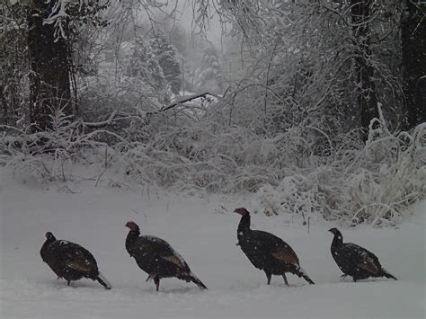 Wild Turkey Winter Photograph by Robert Nickologianis