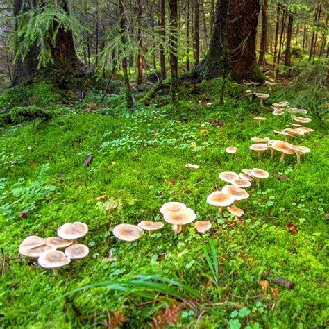 Magical Fairy Rings: The Science and Folklore - Mushroom Appreciation