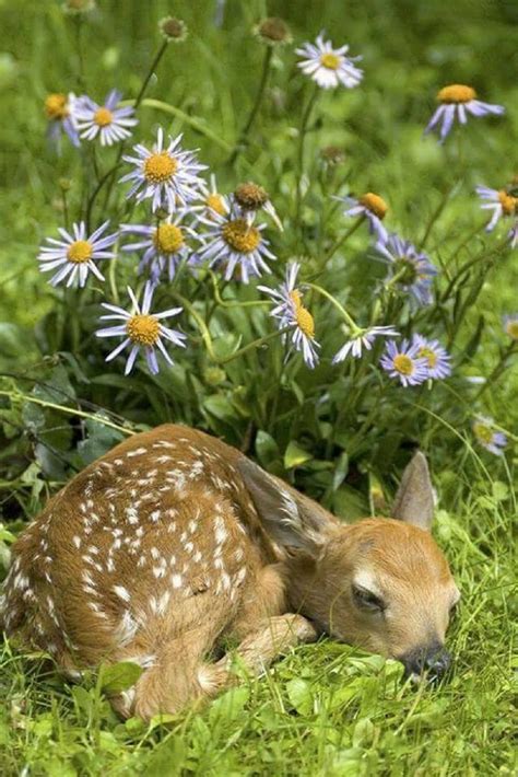 Baby Deer Sleeping | Sleeping animals, Sleepy animals, Animals wild