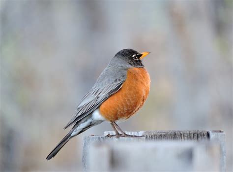 Do American Robins Visit Bird Feeders? What You Need to Know - BIRD BITES