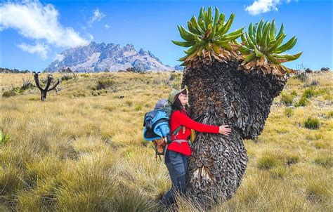 Giant Groundsels: The Prehistoric plants of Mount Kilimanjaro