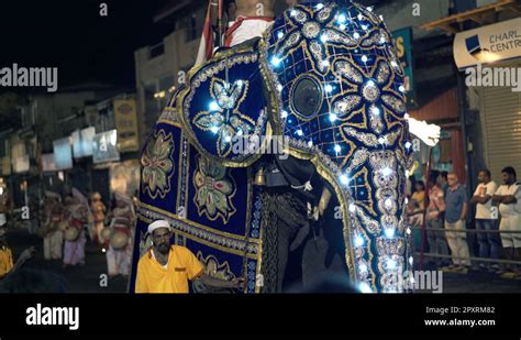 Elephant festival in sri lanka Stock Videos & Footage - HD and 4K Video Clips - Alamy