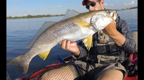 Weakfish Jigging! Epic Sea Trout Fishing 08/04/2016 - YouTube