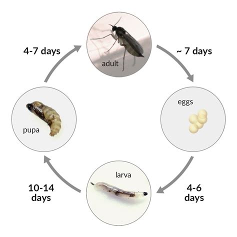 Illustrated Life Cycle of Gnats (Could Help Others) *PESTS* : r/SpaceBuckets