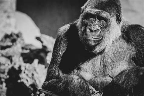 Gorilla Portrait Free Stock Photo - Public Domain Pictures