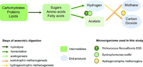 Steps of anaerobic digestion with positions of the microorganisms used ...