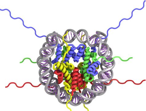 (a) The structure of a nucleosome consists of a DNA double helix wound ...