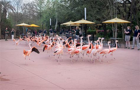 Flamingo Flock on a Walk - The Houston Zoo