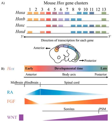 JDB | Special Issue : Hox Genes in Development: New Paradigms