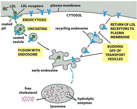 The receptor-mediated endocytosis of Low Density Lipoprotein (LDL) LDL ...