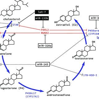 | Regulation of steroidogenesis in the ovary by microRNA (miRNA). The... | Download Scientific ...