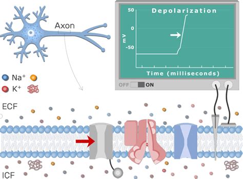 Depolarization