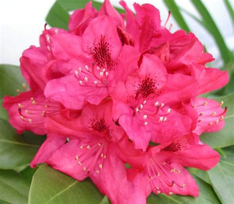 WV State Rhododendron | west virginia state flower | WEST VIRGINA | Pinterest | My mom ...