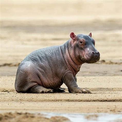 Aawh, a baby hippo! It's really cute. 📷Amazing picture by @willbl 🦁 Follo | Baby hippo, Baby ...