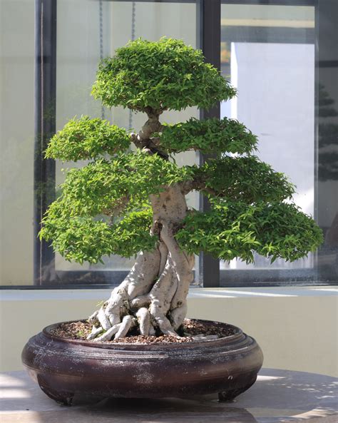 Tập tin:Water Jasmine bonsai 711, October 10, 2008.jpg – Wikipedia tiếng Việt