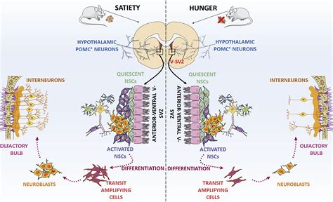 Hypothalamic Neurons Take Center Stage in the Neural Stem Cell Niche ...