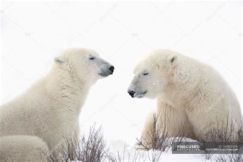 Two Polar Bears — ecology, outdoors - Stock Photo | #164926206