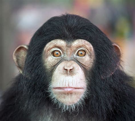 U.S. Pardons Chimpanzees From Cruel Lab Experiments