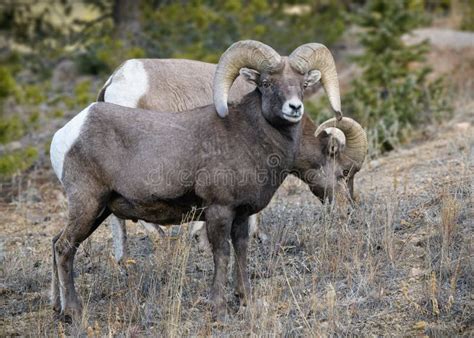 Colorado Rocky Mountain Bighorn Sheep Ram Stock Photo - Image of habitat, grass: 234928568