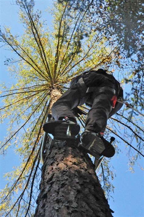 Tree Climbing Gear - PLEMONT