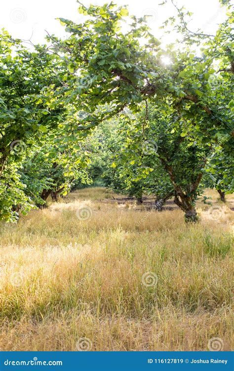 Filbert Orchard in Oregon stock image. Image of growing - 116127819