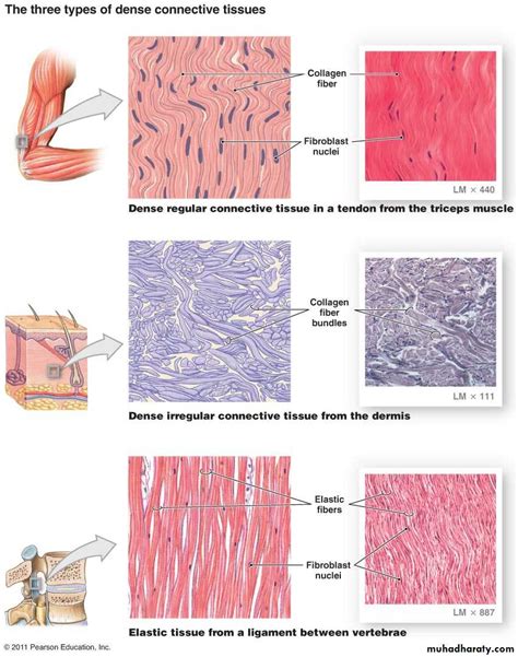 Connective tissue pptx - D. Talib - Muhadharaty