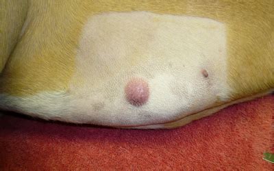 What Does A Cancerous Tumor On A Dog Feel Like