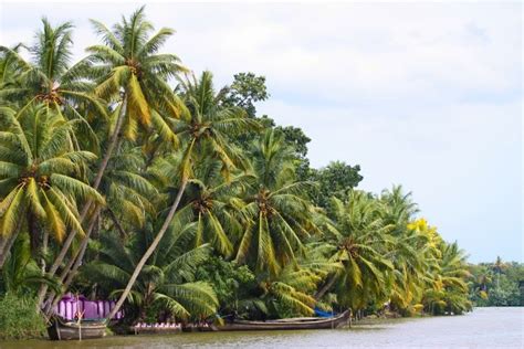 kerala-coconut-trees | Coconut tree, Tree, Kerala