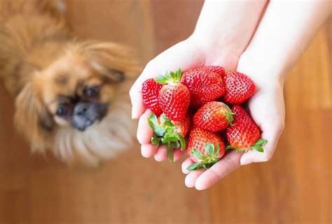 Strawberries: Nutrient powerhouse gives dogs vitamins and minerals