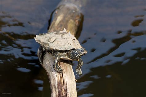 Black-knobbed Map Turtle – Reptiles and Amphibians of Mississippi