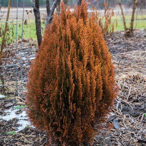 Dwarf Golden Arborvitae | Star Nursery Garden and Rock Centers