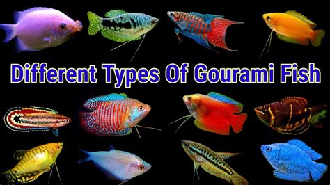 Different Types Of Gourami Fish - YouTube